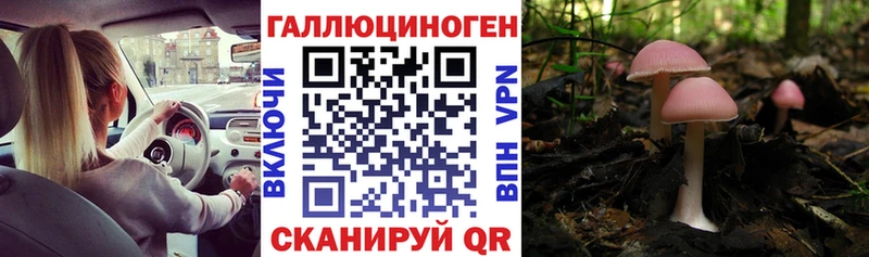 гидра маркетплейс Вязьма Псилоцибиновые грибы Cubensis